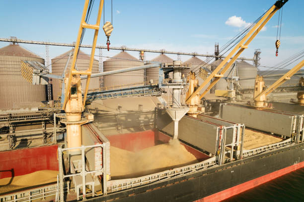 istock Loading grain into holds of sea cargo vessel through an automatic line in seaport from silos of grain storage. Bunkering of dry cargo ship with grain 1350000200