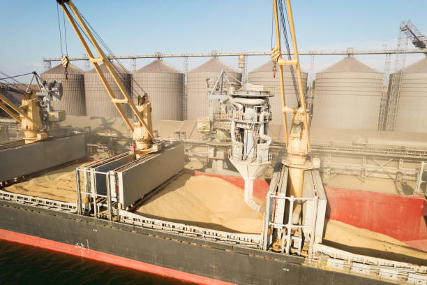 istock Loading grain into holds of sea cargo vessel through an automatic line in seaport from silos of grain storage. Bunkering of dry cargo ship with grain 1350000212