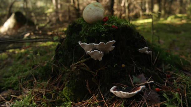 istock Mushrooms on treetrunk in autumn in forest 1350001190