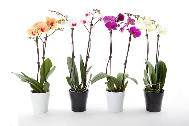 istock Phalaenopsis orchids in flower pot 135000185