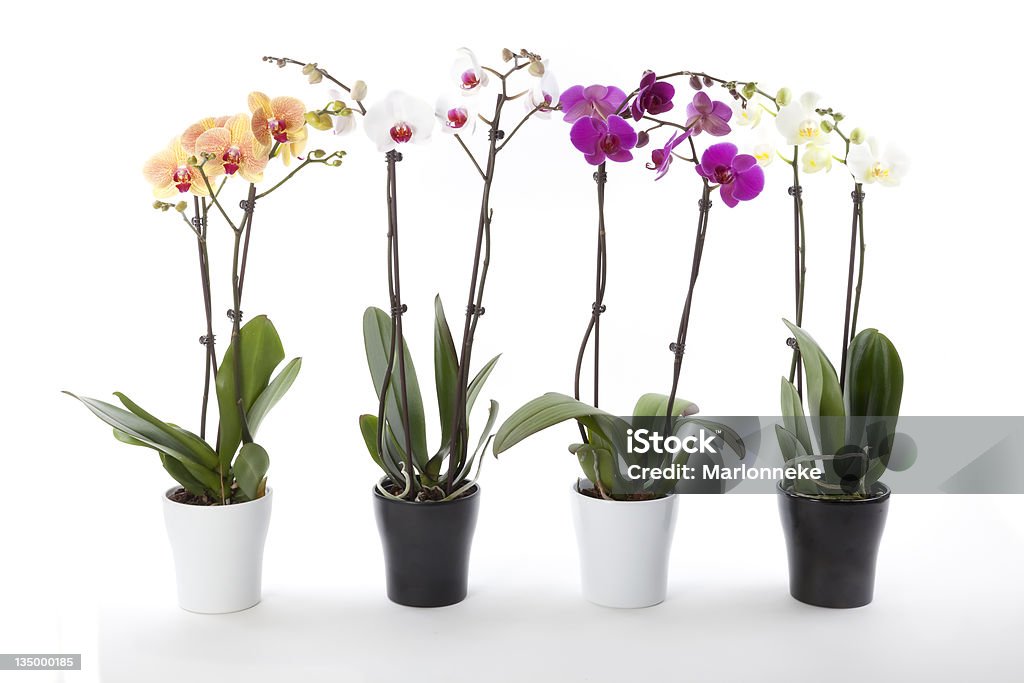 Phalaenopsis orquídeas em vaso de flor - Foto de stock de Amarelo royalty-free