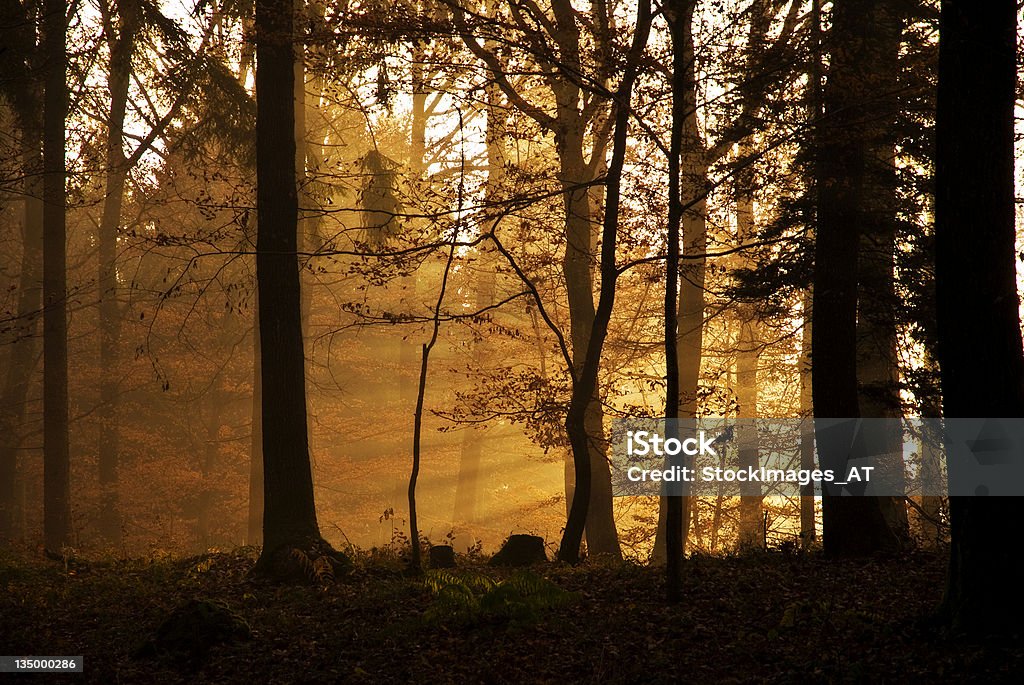 Warme, neblige Morgen im November - Lizenzfrei Abenddämmerung Stock-Foto