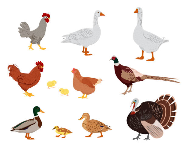 ilustraciones, imágenes clip art, dibujos animados e iconos de stock de gran conjunto de aves domésticas. mascota de campo. carácter aislado sobre fondo blanco. ilustración vectorial en estilo plano. - cockerel chicken farm bird