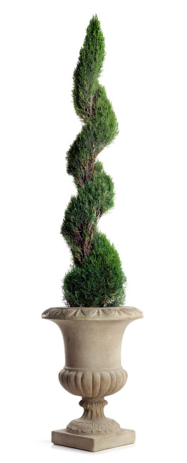 A topiary shaped in a twisting spiral in a pot isolated on a white background.