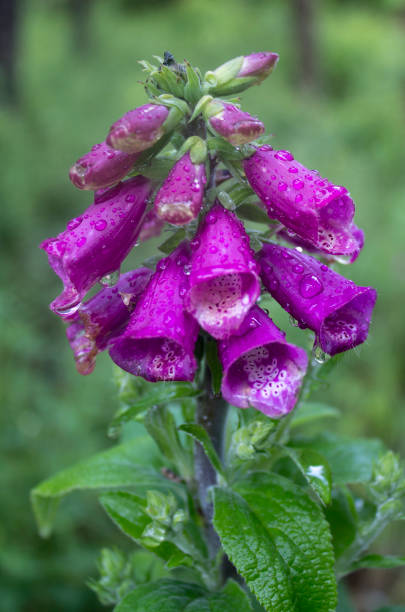 Beautiful wild purple flower after rain