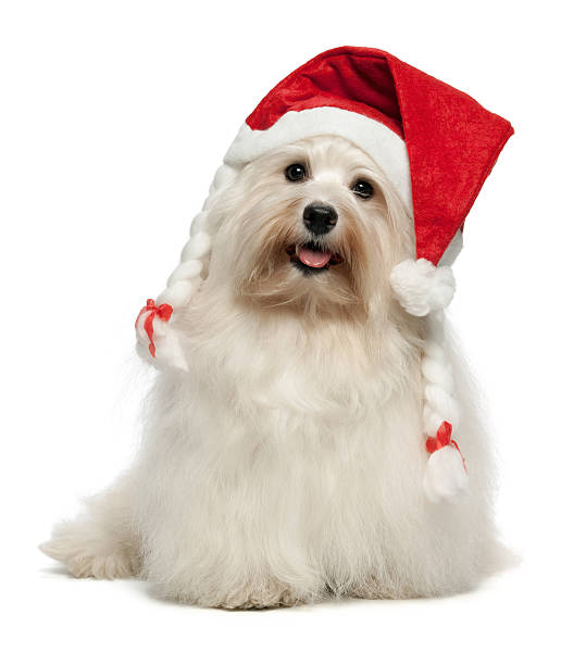 istock Happy Christmas havanese dog 135000346