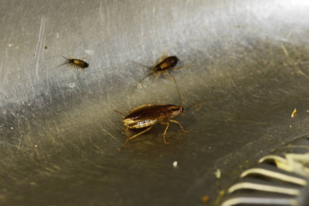 istock Numerous insect pests - red (German) cockroaches (Prusaks) 1350004302