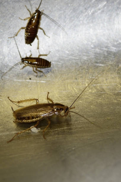 istock Numerous insect pests - red (German) cockroaches (Prusaks) 1350005440