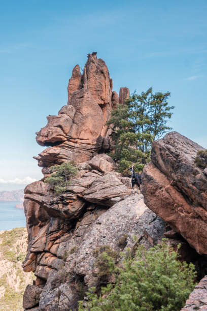 A goat standing on a rocky outcrop in the Calanches of Piana, a UNESCO world heritage site on the west coast of Corsica