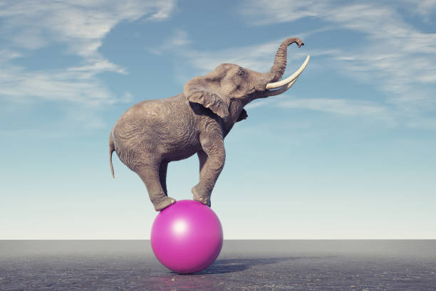 Elephant on a sphere. Happiness concept. Elephant on a sphere. Happiness concept. This is a 3d render illustration cute entertainment stock pictures, royalty-free photos & images