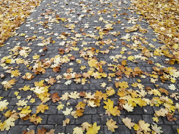 istock The path in the park is strewn with fallen maple leaves. 1350008044