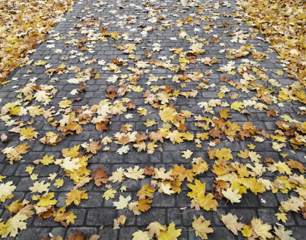 istock The path in the park is strewn with fallen maple leaves. 1350008071
