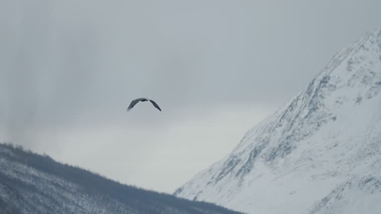 Outdoors scenics of Norway: fjord landscape and eagle flying