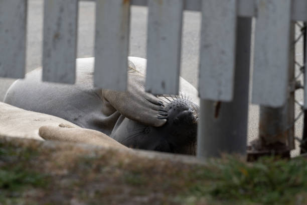 A sea lion peacefully sleeping on the beach of the Sea Lion Point, California