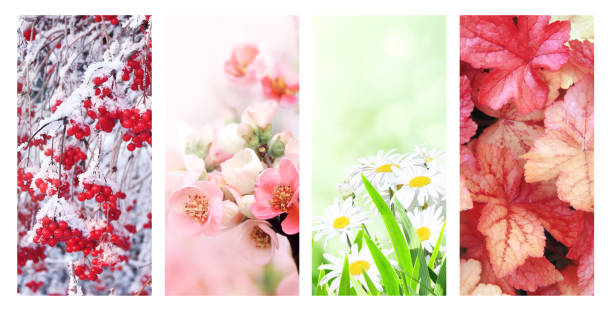 istock Four seasons of year 1350010246