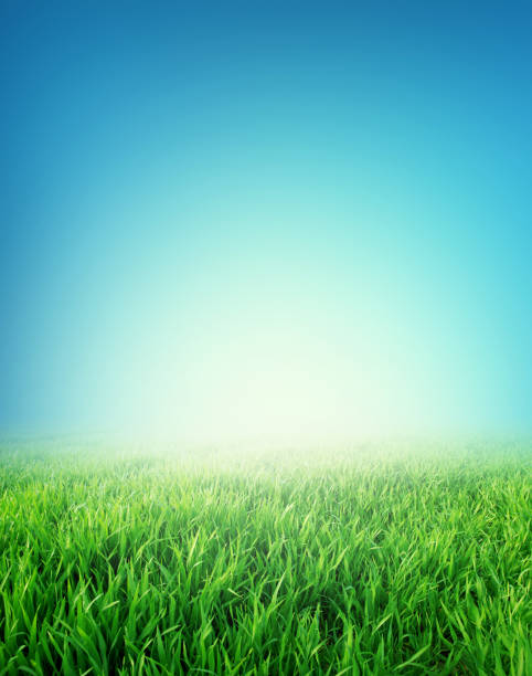 Green field under morning blue sky