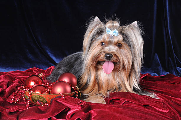 yorkshire terrier allongé sur fond de velours - bow pets small velvet photos et images de collection