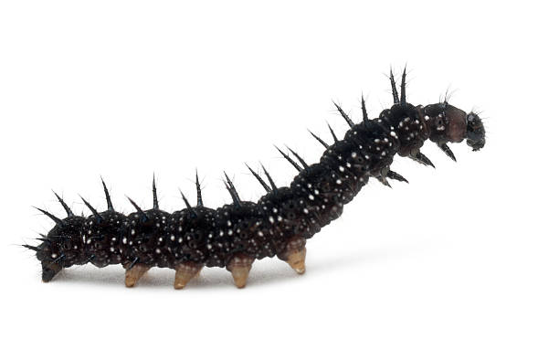 istock Caterpillar of a Peacock butterfly, Inachis io 135001155