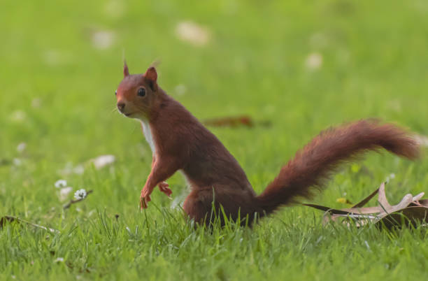 istock Red squirrel standing looking at freedom on grass 1350011669
