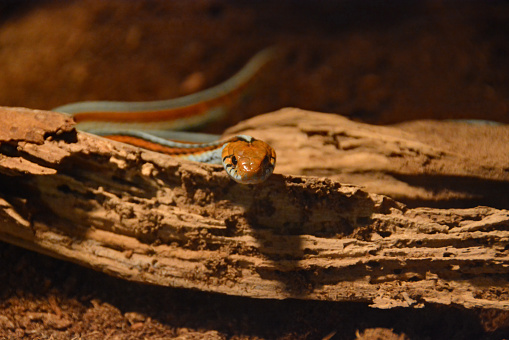 Australian Inland Taipan flickering it's tongue