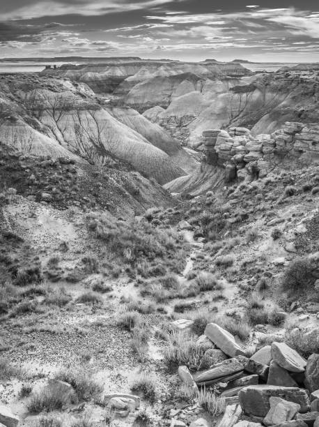 istock Blue Forest, Petrified Forest National Park, AZ. 1350011931