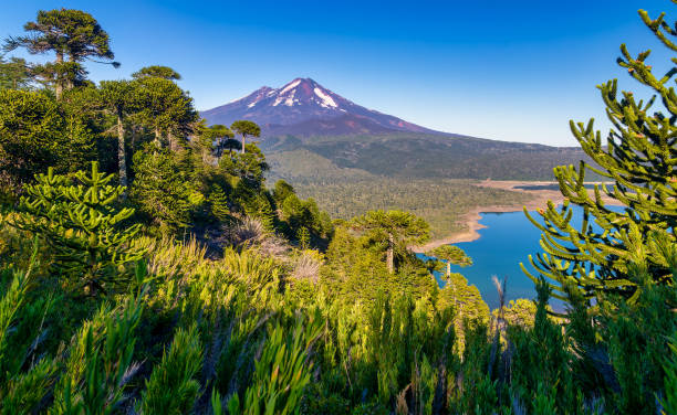 Volcano Llaima at Conguillio N.P. in morning light (Chile)