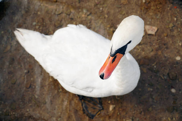 Close up of a coscoroba swan swimming in a pond