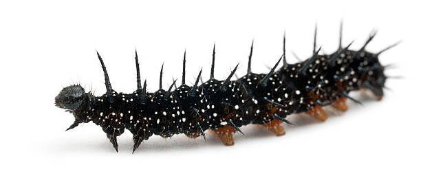 istock Caterpillar of a Peacock butterfly, Inachis io 135001536