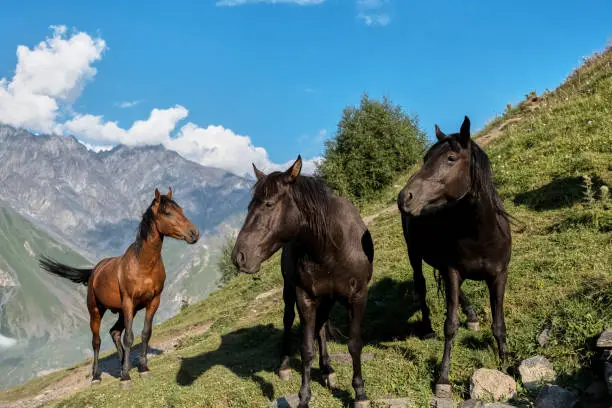 Horses near Gergeti village