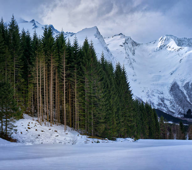 istock Pinetrees near Stranda, Norway 1350017139