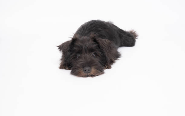 istock Schnauzer puppy lying on the floor over white background. 1350017190