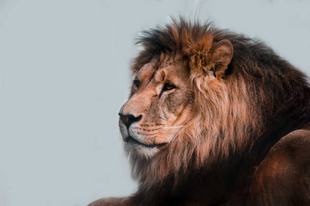 istock Lion head. Lion on a light background. A proud and noble lion. 1350017738