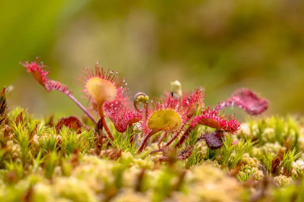 Round-leaved sundew (Drosera rotundifolia) growing in moss on tranquil green background. Vegetation scene in nature of Europe. The Netherlands.
