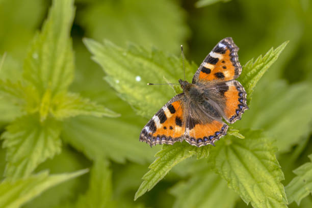 istock Butterfly Small tortoiseshell  on common nettle 1350018678