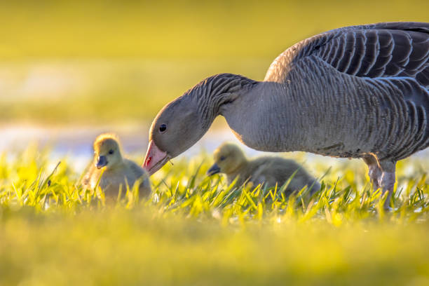 greylag oca con pulcini - young bird landscape animal bird foto e immagini stock