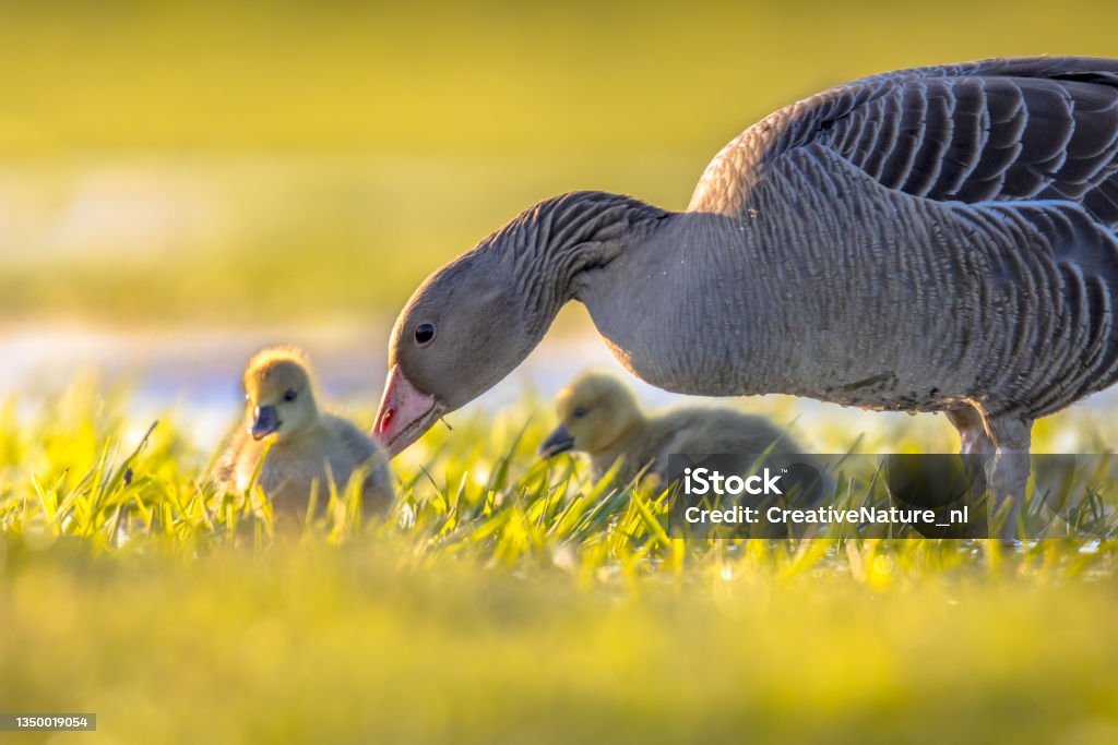 Greylag goose with chicks Greylag goose (Anser anser) mother bird with chicks in natural wetland habitat. Wildlife scene in nature. Duckling Stock Photo