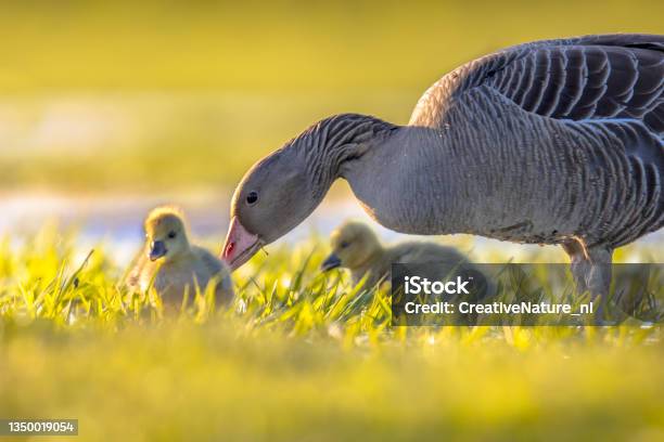 Greylag Goose With Chicks Stock Photo - Download Image Now - Duckling, Duck - Bird, Animal