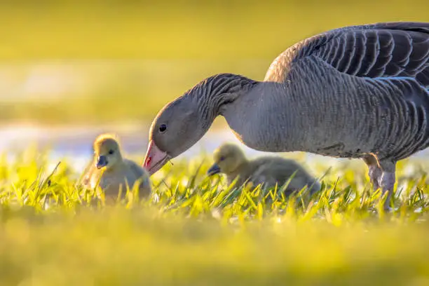 Greylag goose (Anser anser) mother bird with chicks in natural wetland habitat. Wildlife scene in nature.