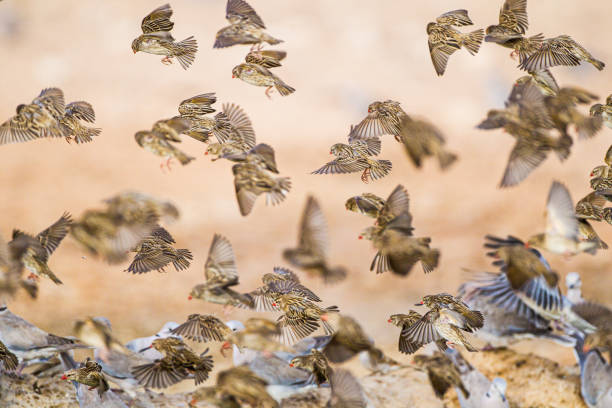 Red-billed quelea flock flying back and forth between trees and the waterhole in the Kgalagadi, South Africa