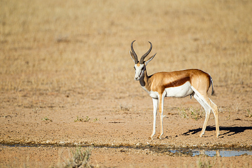 Springbuck congregating around a waterhole in the Kalahari desert, South Africa