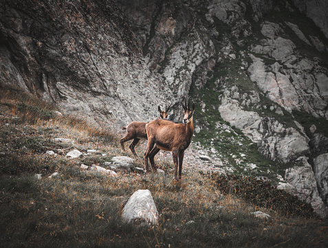 Chamois in the mountains