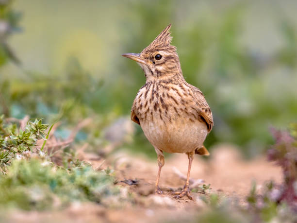 Crested lark front view Crested lark (Galerida cristata) foraging on the ground front view in the Spanish Pyrenees, Vilagrassa, Catalonia, Spain. April. galerida cristata stock pictures, royalty-free photos & images
