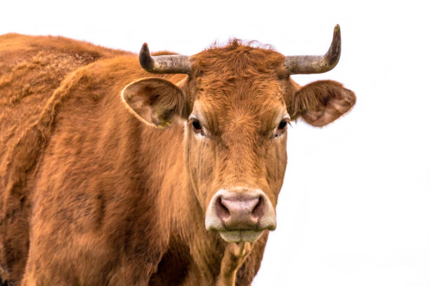 istock Sweet cow portrait 1350020976