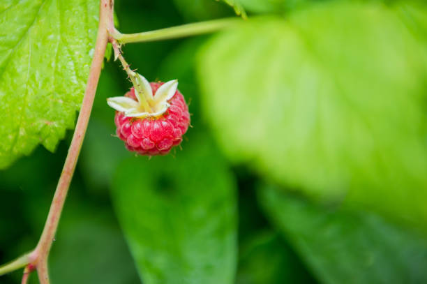 Raspberry fruit against green leaves