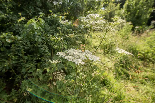 Anthriscus sylvesytris, or cow parsley, is a wild plant that grows freely in the United Kingdom.  It is found in hedgerows, fields and other wild areas.  Because it grows and spreads prolifically it is regarded as an invasive species.  Shot in Cheshire, United Kingdom in July, or midsummer.