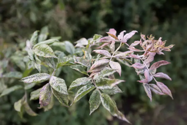 Powdery mildew is a common fungus that affects many plants.  It appears as grey or white spots on leaves and can be spread by spores.  Warm. humid conditions, poor air circulation and lack of sunlight all help it to thrive.