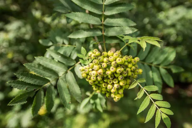 Rowan tree (Sorbus aucuparia) leaves and unripe green berries, photographed in midsummer in the United Kingdom.  In autumn the berries turn bright red and are a popular food source for birds.