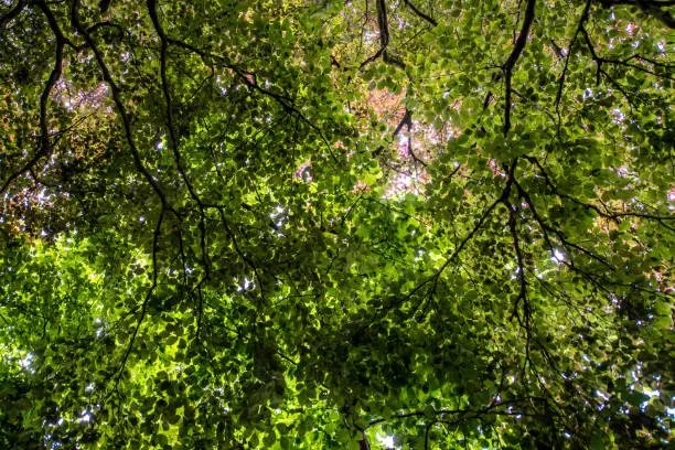 Looking up through the canopy of green beech leaves on a bright sunny summer day.  United Kingdom.