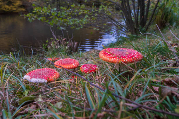 istock A group of amanita mushrooms 1350021935