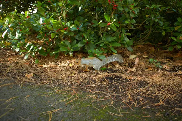 Photo of Eastern Grey Squirrel (Sciurus carolinensis) looking some food in the park